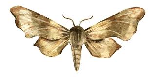 Attēlu rezultāti vaicājumam “Laothoe amurensis”