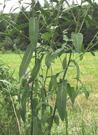 Image result for Centaurea nigra