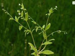 Attēlu rezultāti vaicājumam “Myosotis sparsiflora flower”
