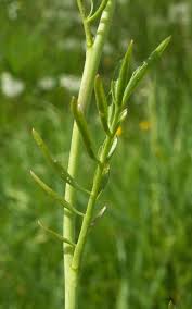 Attēlu rezultāti vaicājumam “Cardamine pratensis leaf”