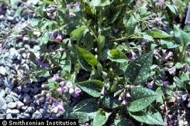 Image result for Pulmonaria officinalis