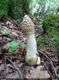 Attēlu rezultāti vaicājumam “Diderma subincarnatum young”