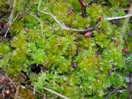 Attēlu rezultāti vaicājumam “Tritomaria exsectiformis cells”