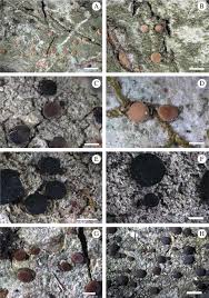 Attēlu rezultāti vaicājumam “Bacidia subincompta”