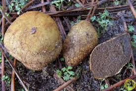 Attēlu rezultāti vaicājumam “Rhizopogon luteolus”