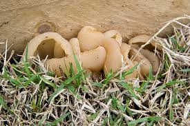 Attēlu rezultāti vaicājumam “Peziza vesiculosa”