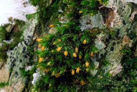 Attēlu rezultāti vaicājumam “Orthotrichum patens”