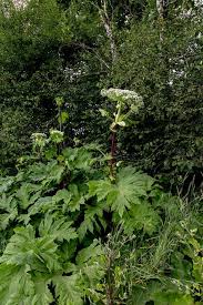 Attēlu rezultāti vaicājumam “Heracleum sosnowskyi leaf”