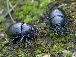 Attēlu rezultāti vaicājumam “Geotrupes stercorarius”