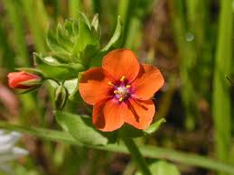 Image result for Anagallis arvensis
