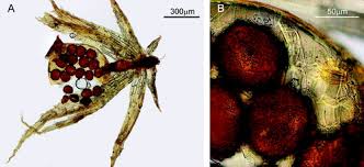 Attēlu rezultāti vaicājumam “Ephemerum serratum sporophyte”