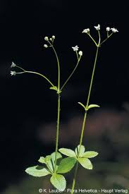 Attēlu rezultāti vaicājumam “Galium schultesii leaf”