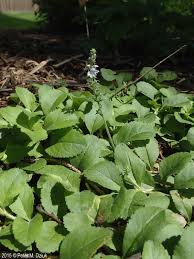 Image result for Veronica officinalis