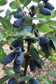 Attēlu rezultāti vaicājumam “Lonicera caerulea var. pallasii fruit”
