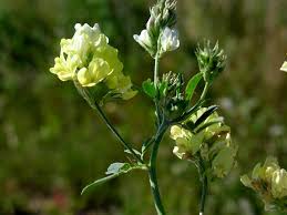 Attēlu rezultāti vaicājumam “Medicago x varia  flower”