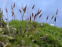 Attēlu rezultāti vaicājumam “Bryoerythrophyllum recurvirostrum sporophyte”
