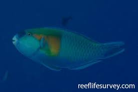 Image result for Chlorurus gibbus