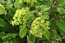 Attēlu rezultāti vaicājumam “Viburnum lantana”