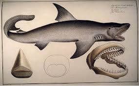 Image result for Carcharias