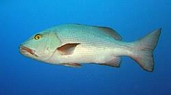 Image result for Lutjanus cyanopterus