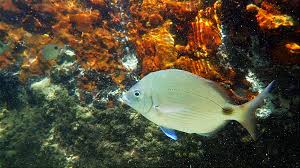 Image result for Diplodus capensis