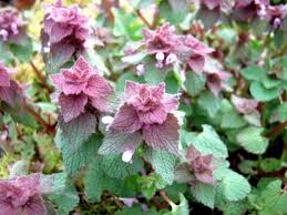 Attēlu rezultāti vaicājumam “Lamium purpureum flower”