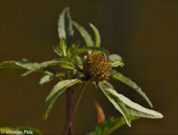 Attēlu rezultāti vaicājumam “Bidens tripartita fruit”