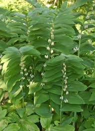 Attēlu rezultāti vaicājumam “Polygonatum odoratum flower”