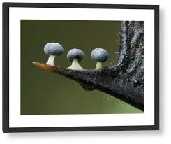 Attēlu rezultāti vaicājumam “Didymium squamulosum macro”