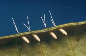 Attēlu rezultāti vaicājumam “Nepa cinerea imago”