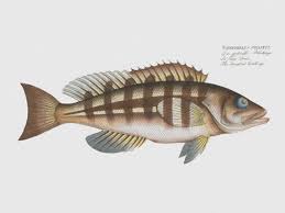 Image result for Epinephelus striatus