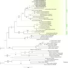 Attēlu rezultāti vaicājumam “Diachea subsessilis spores”