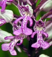 Attēlu rezultāti vaicājumam “Orchis militaris”