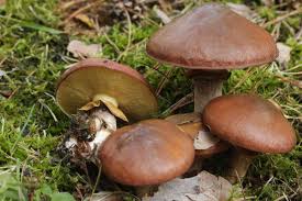 Attēlu rezultāti vaicājumam “Suillus luteus”