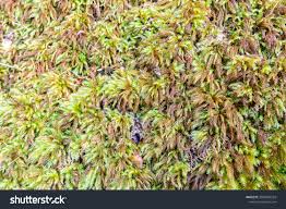 Attēlu rezultāti vaicājumam “Climacium dendroides”