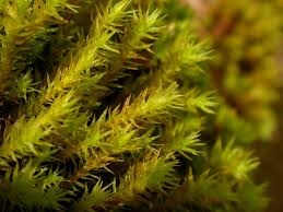 Attēlu rezultāti vaicājumam “Dicranella staphylina macro”