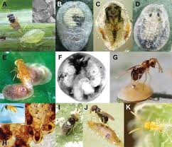 Attēlu rezultāti vaicājumam “Aleurochiton aceris”