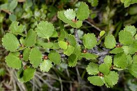Attēlu rezultāti vaicājumam “Betula nana leaf”