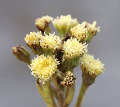 Attēlu rezultāti vaicājumam “Petasites spurius”