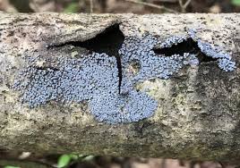 Attēlu rezultāti vaicājumam “Physarum bitectum spores”