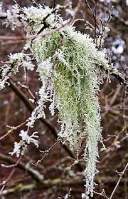 Attēlu rezultāti vaicājumam “Antitrichia curtipendula macro”