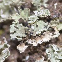 Attēlu rezultāti vaicājumam “Cladonia caespiticia”