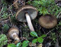 Attēlu rezultāti vaicājumam “Inocybe lanuginosa”