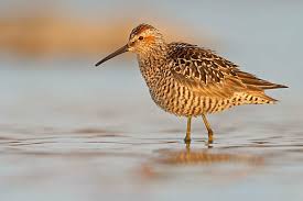 Image result for Calidris himantopus