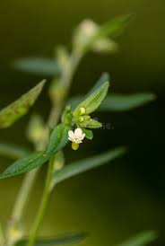 Attēlu rezultāti vaicājumam “Lithospermum officinale flower”