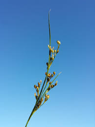 Attēlu rezultāti vaicājumam “Juncus compressus fruit”