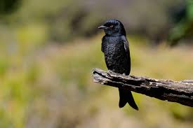 Attēlu rezultāti vaicājumam “Passeriformes”