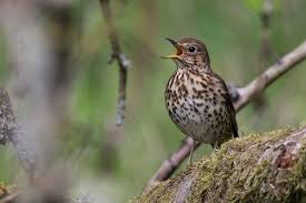 Attēlu rezultāti vaicājumam “Turdus philomelos”