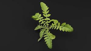 Attēlu rezultāti vaicājumam “Rorippa palustris”