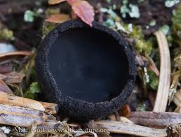 Attēlu rezultāti vaicājumam “Pseudoplectania nigrella”